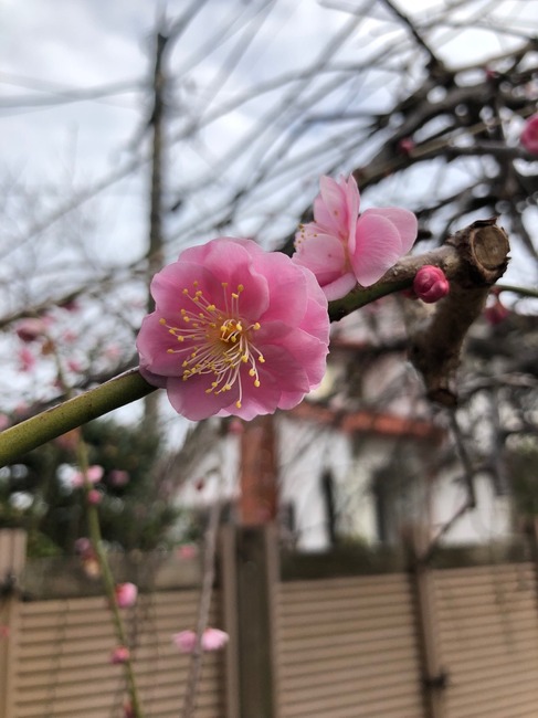20190301121129.jpg